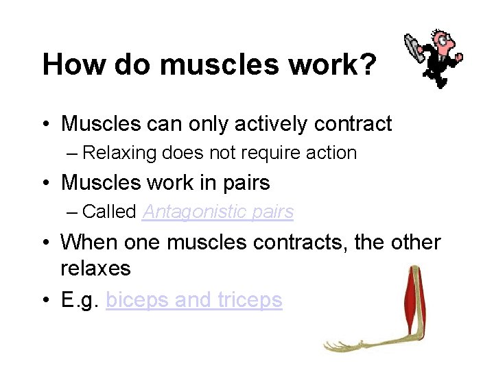 How do muscles work? • Muscles can only actively contract – Relaxing does not