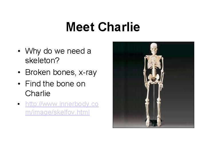 Meet Charlie • Why do we need a skeleton? • Broken bones, x-ray •