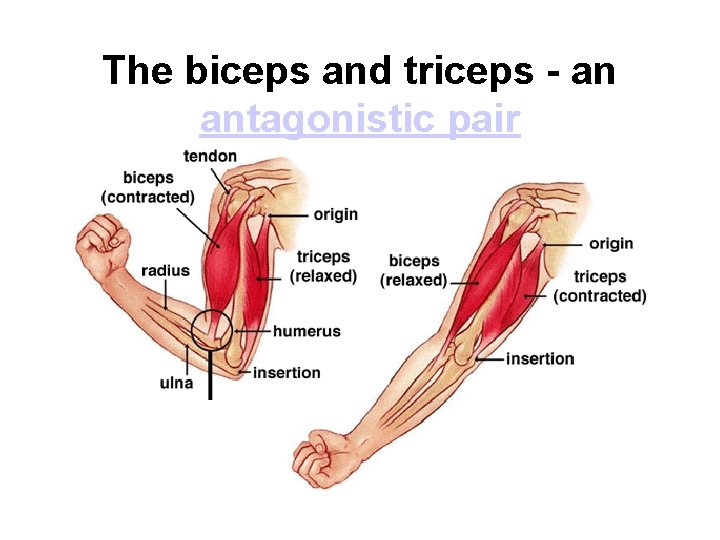 The biceps and triceps - an antagonistic pair 
