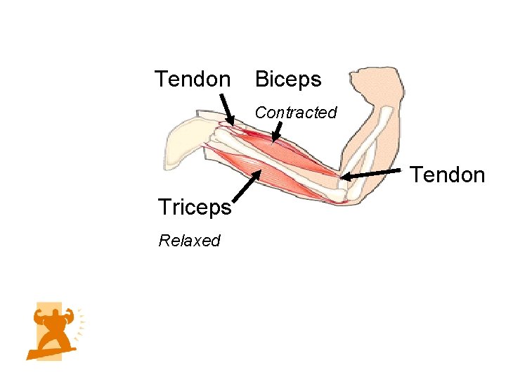 Tendon Biceps Contracted Tendon Triceps Relaxed 