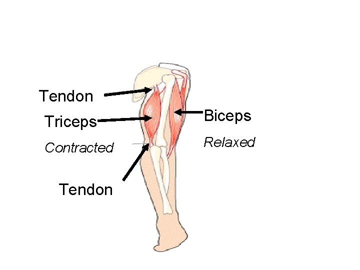 Tendon Triceps Biceps Contracted Relaxed Tendon 