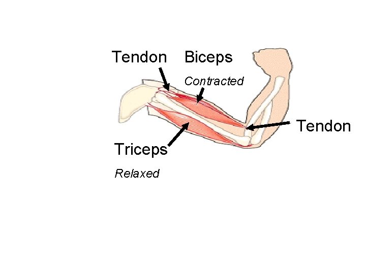 Tendon Biceps Contracted Tendon Triceps Relaxed 
