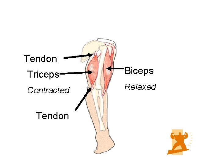 Tendon Triceps Biceps Contracted Relaxed Tendon 