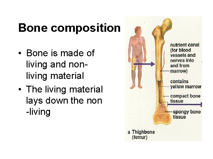 Bone composition • Bone is made of living and nonliving material • The living