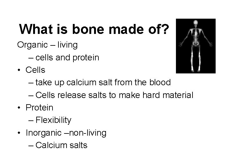 What is bone made of? Organic – living – cells and protein • Cells