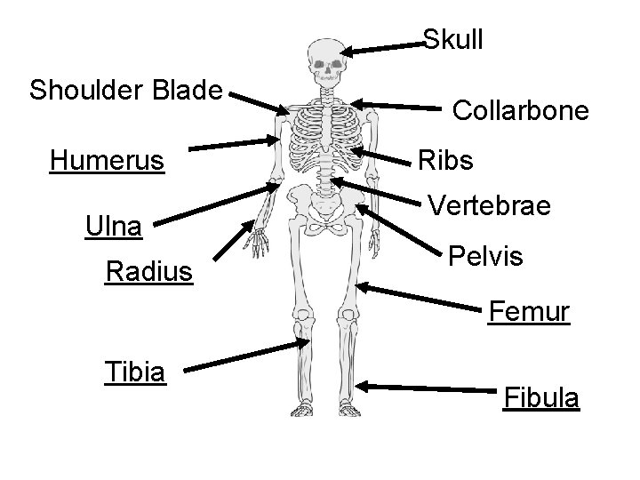 Skull Shoulder Blade Humerus Ulna Radius Collarbone Ribs Vertebrae Pelvis Femur Tibia Fibula 