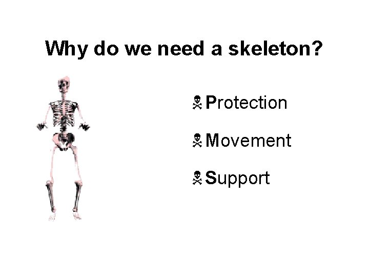 Why do we need a skeleton? N Protection N Movement N Support 