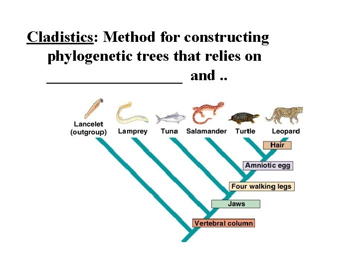 Cladistics: Method for constructing phylogenetic trees that relies on _________ and. . 