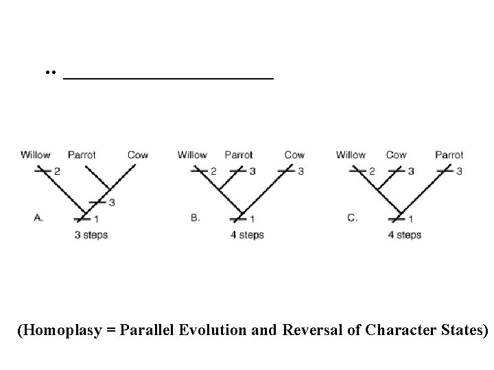 . . _________ (Homoplasy = Parallel Evolution and Reversal of Character States) 