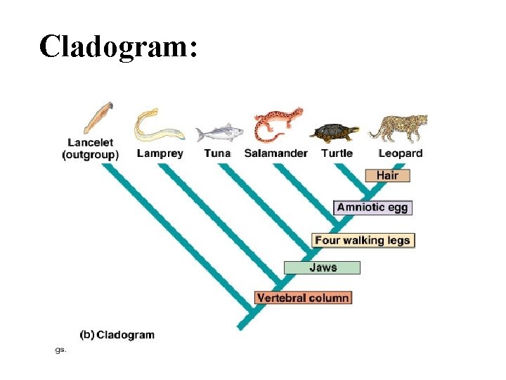 Cladogram: 