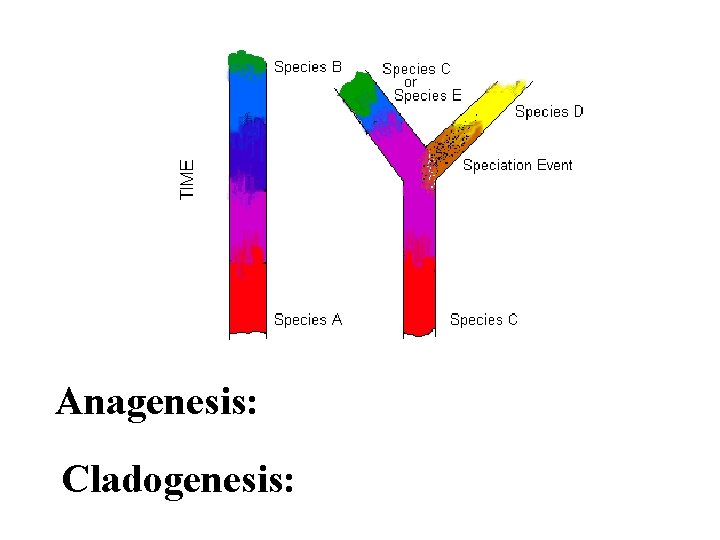 Anagenesis: Cladogenesis: 