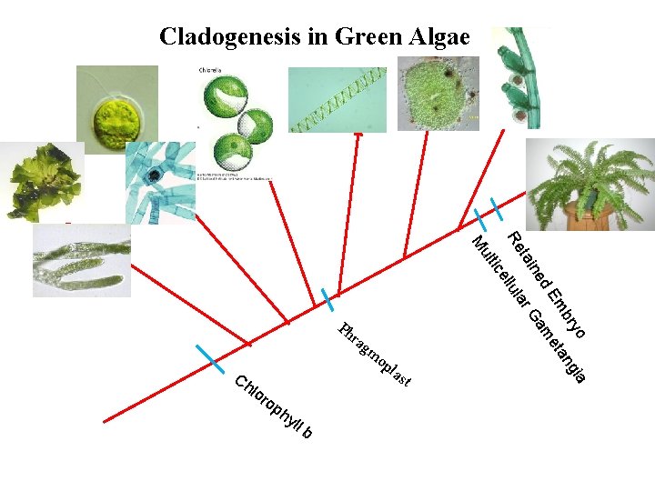 Cladogenesis in Green Algae a ryo ngi mb eta m d. E ne Ga