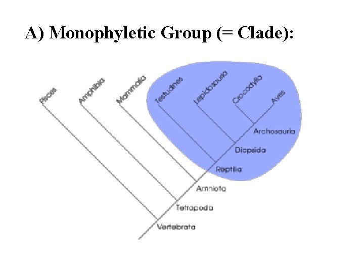 A) Monophyletic Group (= Clade): 