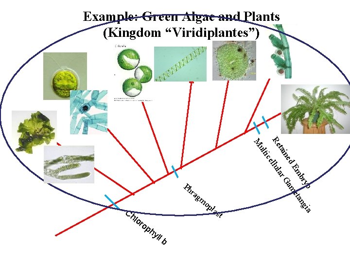 Example: Green Algae and Plants (Kingdom “Viridiplantes”) d ne me mo pla Ch lor