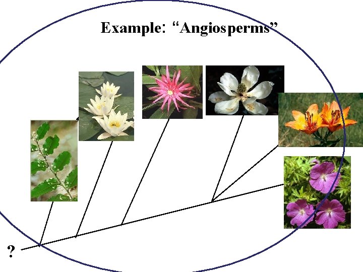 Example: “Angiosperms” ? 