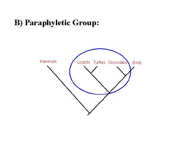 B) Paraphyletic Group: 
