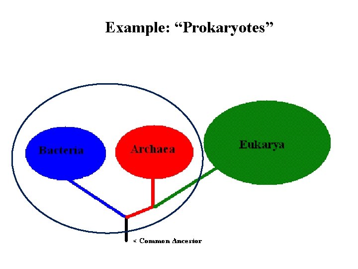 Example: “Prokaryotes” 