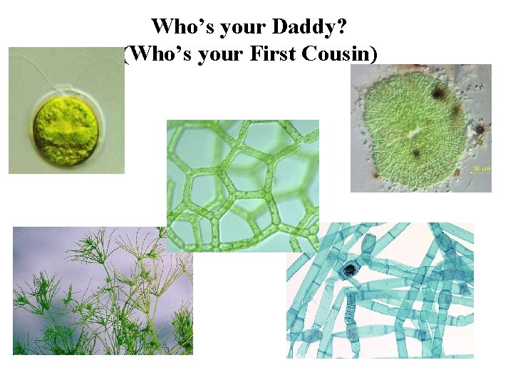 Who’s your Daddy? (Who’s your First Cousin) 