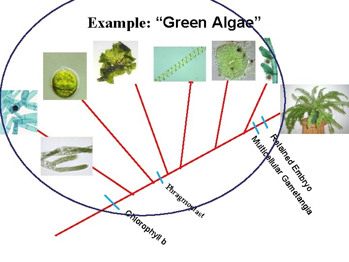 Example: “Green Algae” a ryo ngi mb eta m d. E ne Ga tai