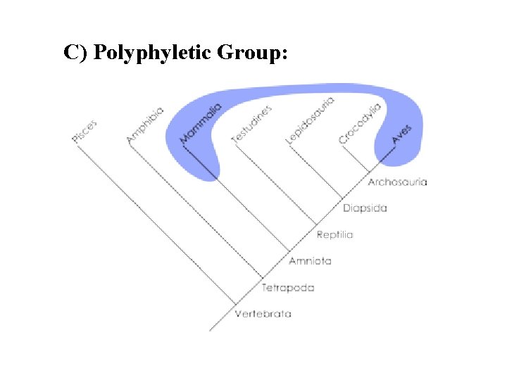 C) Polyphyletic Group: 