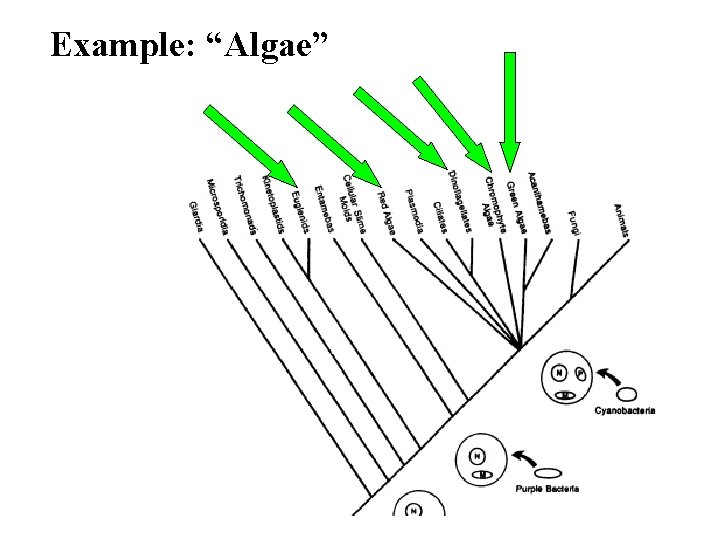 Example: “Algae” 