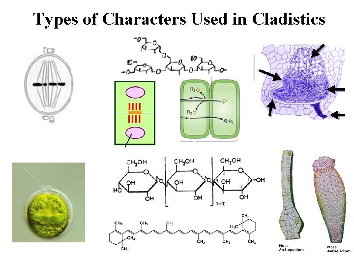 Types of Characters Used in Cladistics 