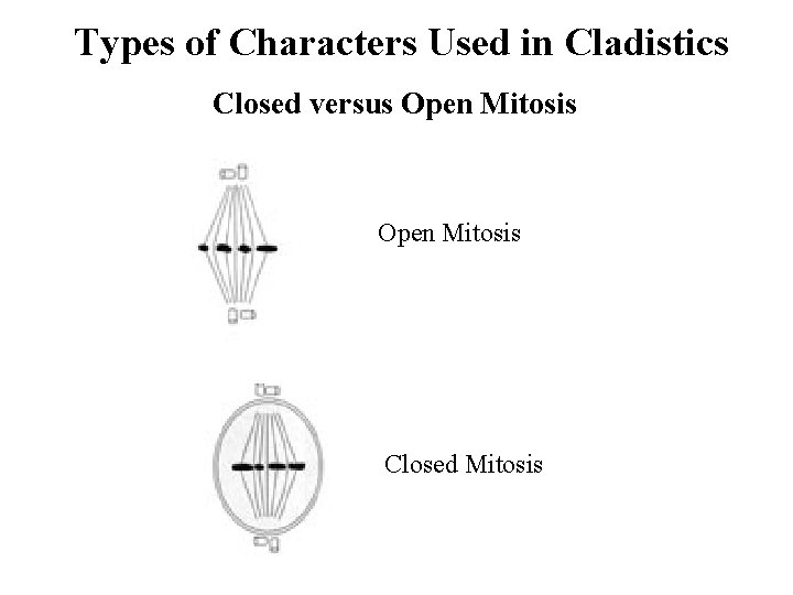 Types of Characters Used in Cladistics Closed versus Open Mitosis Closed Mitosis 