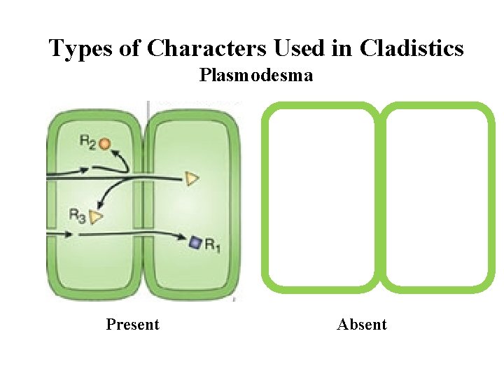 Types of Characters Used in Cladistics Plasmodesma Present Absent 