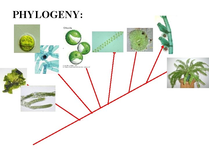 PHYLOGENY: 