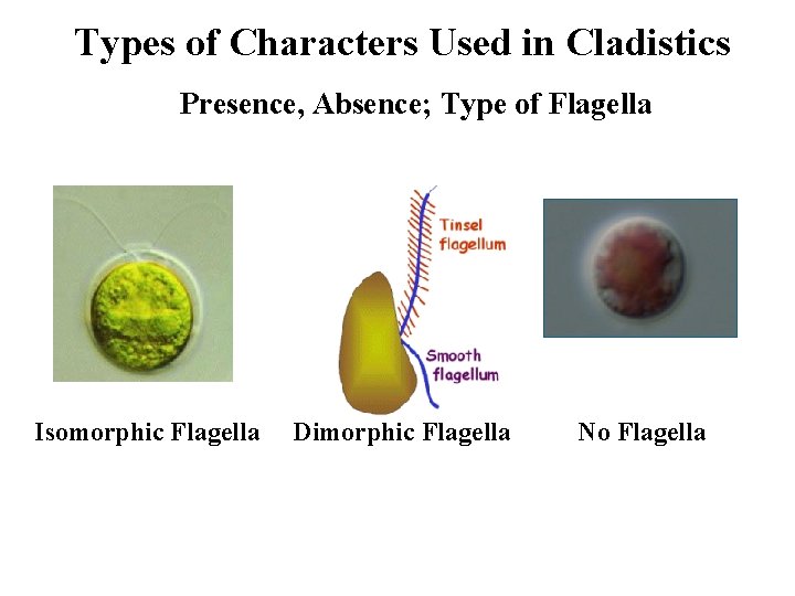 Types of Characters Used in Cladistics Presence, Absence; Type of Flagella Isomorphic Flagella Dimorphic