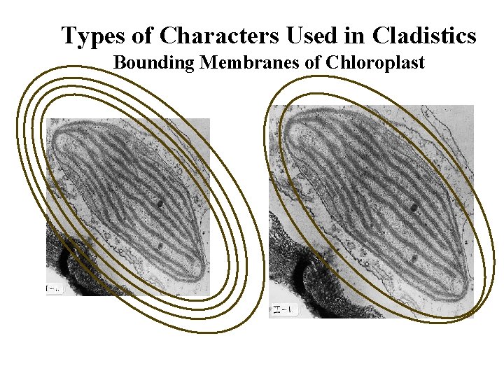 Types of Characters Used in Cladistics Bounding Membranes of Chloroplast 