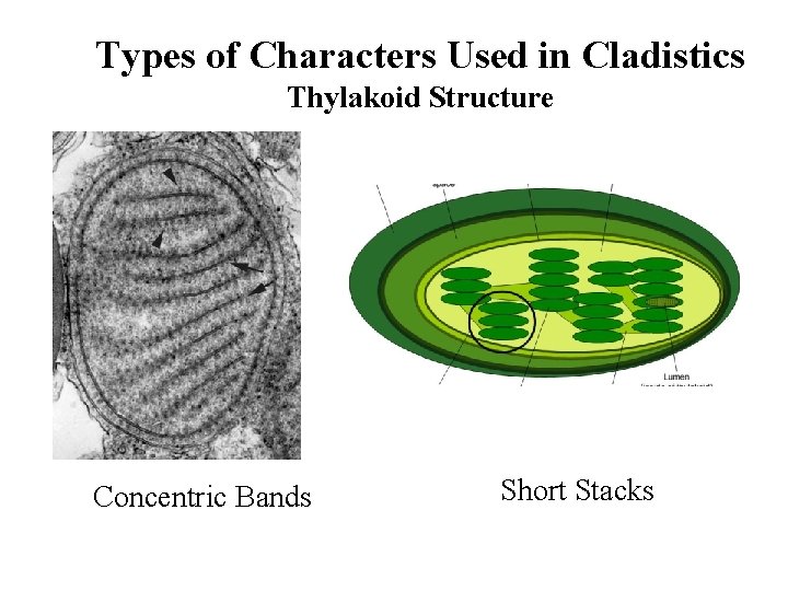 Types of Characters Used in Cladistics Thylakoid Structure Concentric Bands Short Stacks 