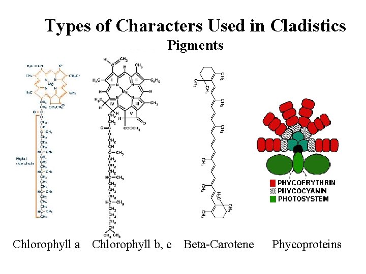 Types of Characters Used in Cladistics Pigments Chlorophyll a Chlorophyll b, c Beta-Carotene Phycoproteins