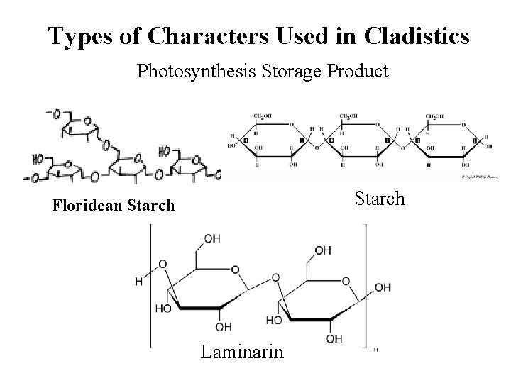 Types of Characters Used in Cladistics Photosynthesis Storage Product Starch Floridean Starch Laminarin 
