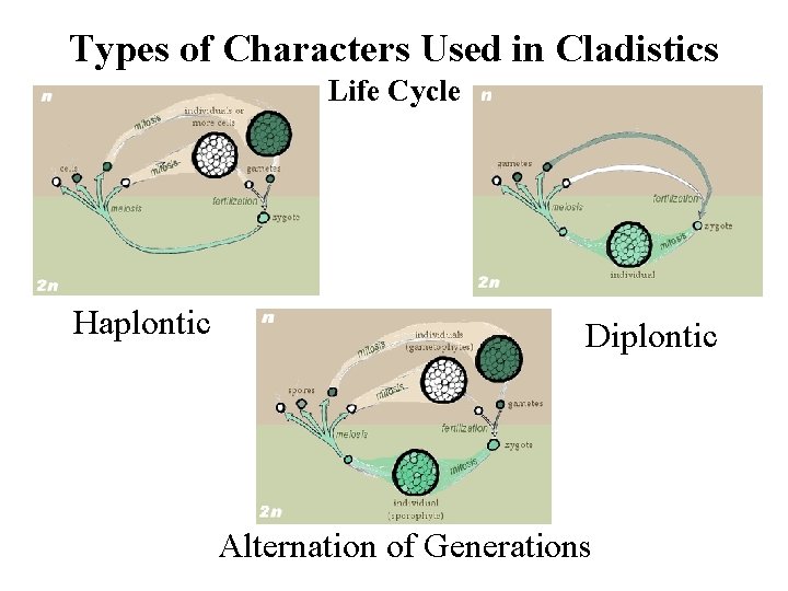 Types of Characters Used in Cladistics Life Cycle Haplontic Diplontic Alternation of Generations 