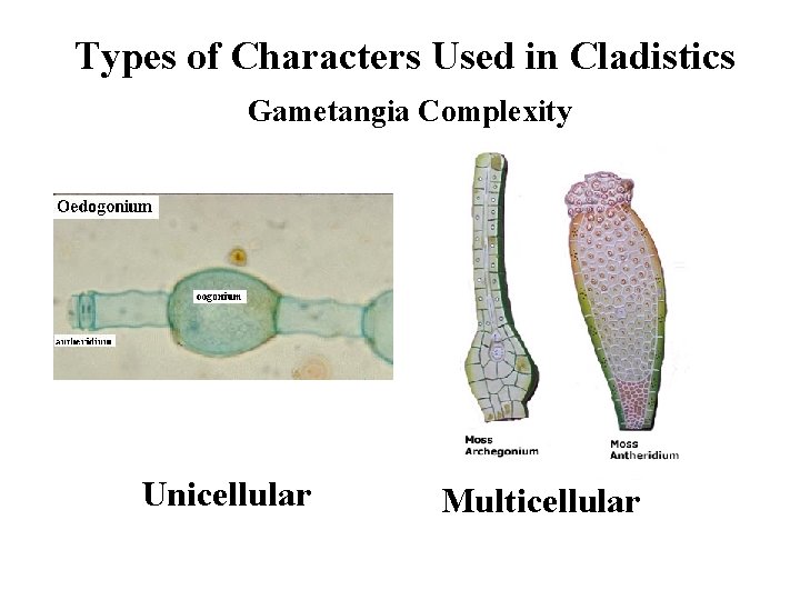 Types of Characters Used in Cladistics Gametangia Complexity Unicellular Multicellular 