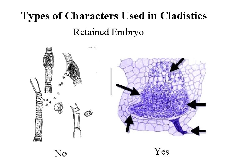 Types of Characters Used in Cladistics Retained Embryo No Yes 