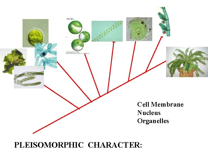 Cell Membrane Nucleus Organelles PLEISOMORPHIC CHARACTER: 