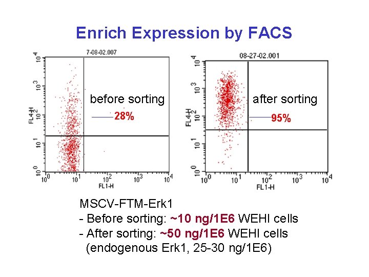 Enrich Expression by FACS before sorting 28% after sorting 95% MSCV-FTM-Erk 1 - Before