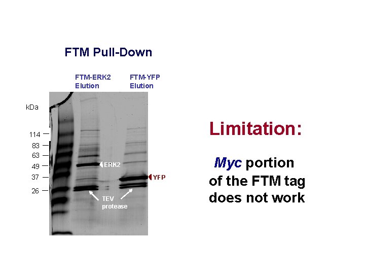 FTM Pull-Down FTM-ERK 2 Elution FTM-YFP Elution k. Da Limitation: 114 83 63 49