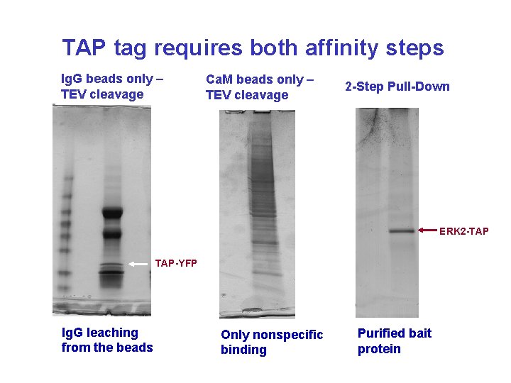TAP tag requires both affinity steps Ig. G beads only – TEV cleavage Ca.