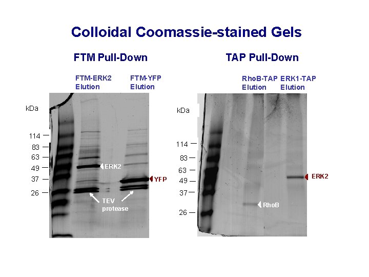 Colloidal Coomassie-stained Gels FTM Pull-Down FTM-ERK 2 Elution TAP Pull-Down FTM-YFP Elution k. Da