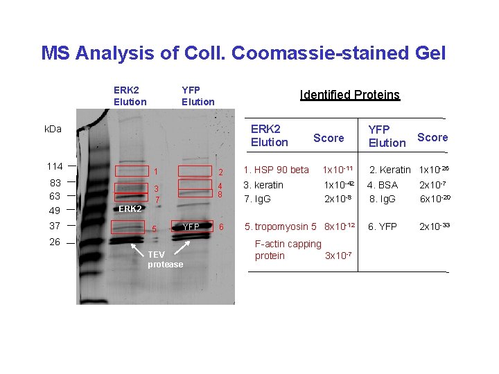 MS Analysis of Coll. Coomassie-stained Gel ERK 2 Elution YFP Elution Identified Proteins ERK