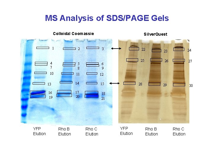 MS Analysis of SDS/PAGE Gels Colloidal Coomassie 1 YFP Elution Silver. Quest 2 3
