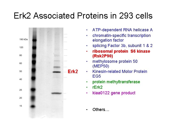 Erk 2 Associated Proteins in 293 cells • • • ATP-dependent RNA helicase A