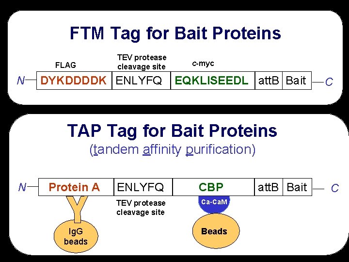 FTM Tag for Bait Proteins TEV protease cleavage site FLAG N DYKDDDDK ENLYFQ c-myc