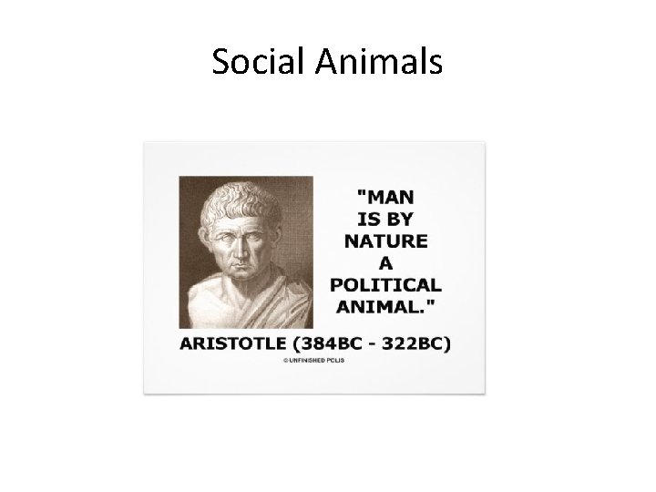 Social Animals 