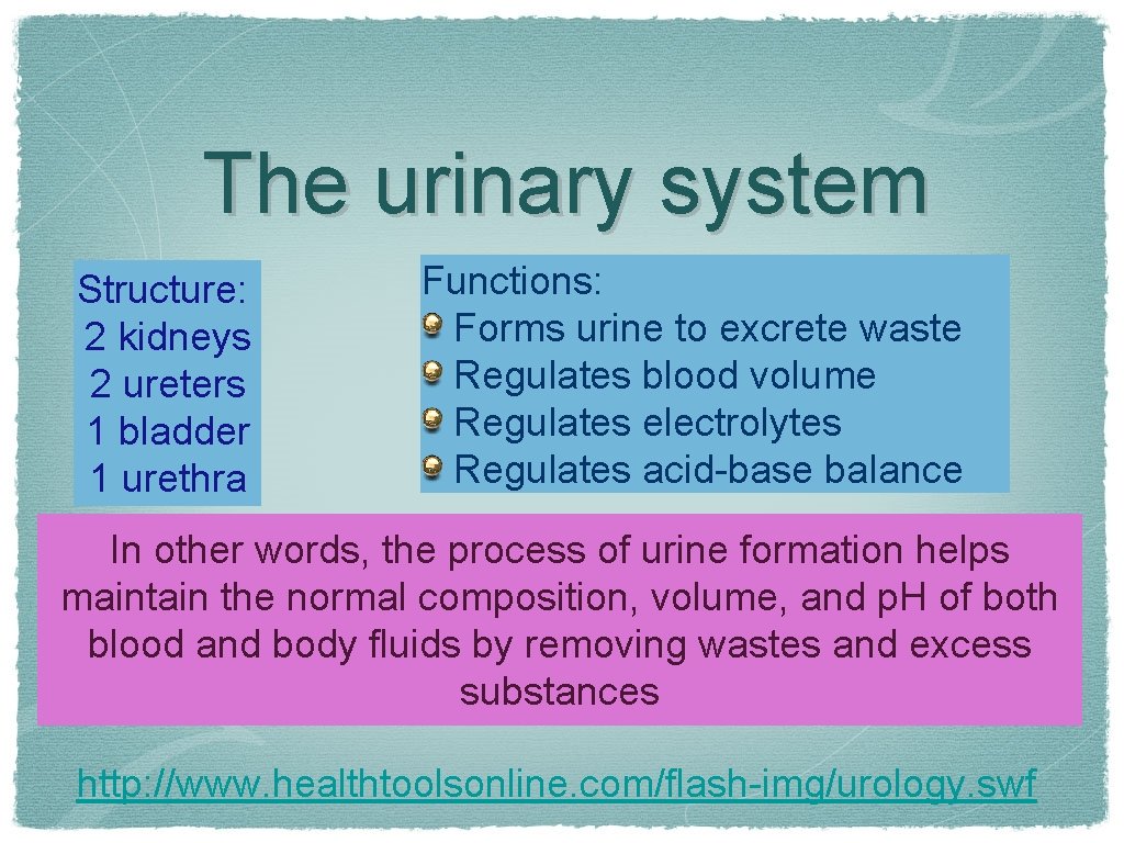 The urinary system Structure: 2 kidneys 2 ureters 1 bladder 1 urethra Functions: Forms