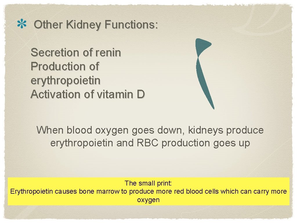 Other Kidney Functions: Secretion of renin Production of erythropoietin Activation of vitamin D When