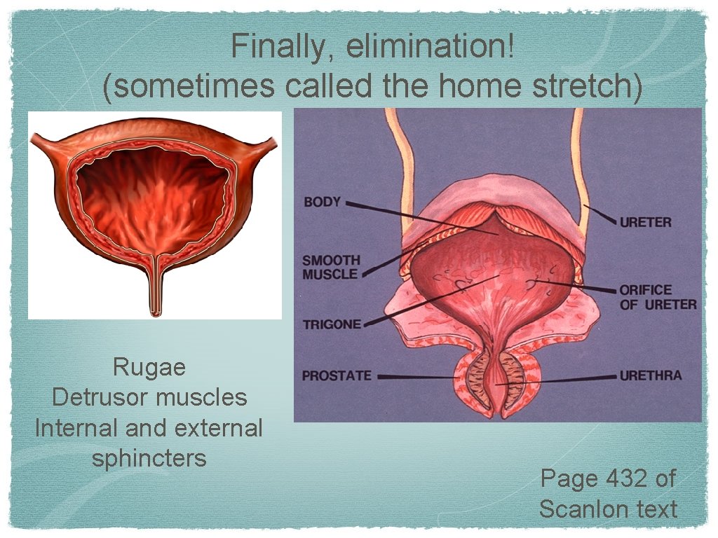 Finally, elimination! (sometimes called the home stretch) Rugae Detrusor muscles Internal and external sphincters